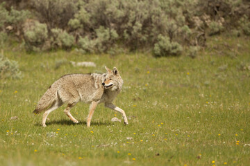 Naklejka na ściany i meble Coyote taken in Yellowstone NP