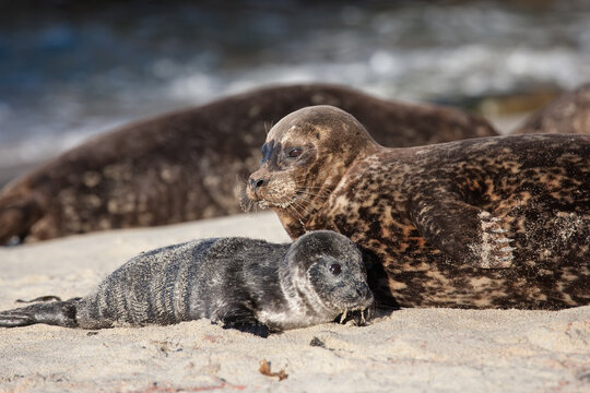 Harbor Seal taken in southern California