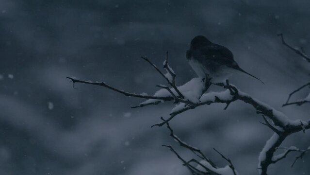 Junco during snow at dusk