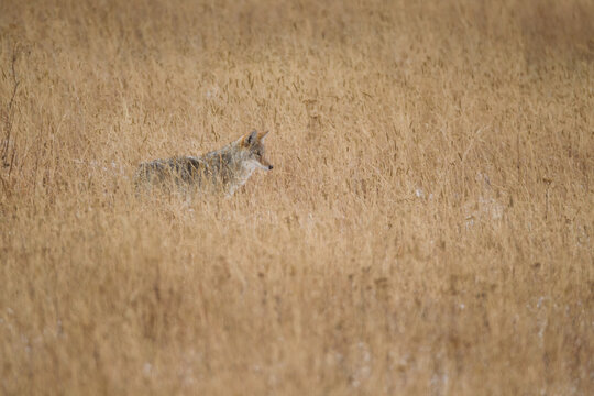 Coyote taken in Yellowstone NP