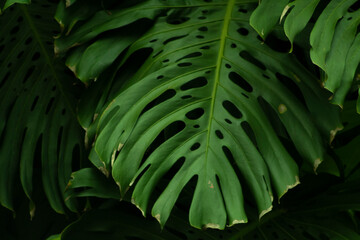 Obraz na płótnie Canvas high detail tropical plants with cool tones 