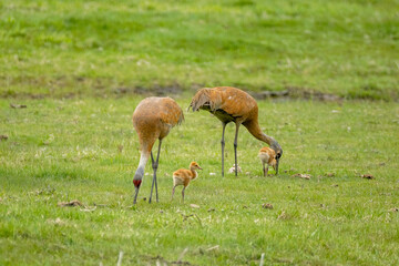 Sandhill Crane adults and colts taken in southeastern MN