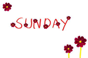 sunday message card handwriting with red flowers cosmos arrangement flat lay postcard style on background white