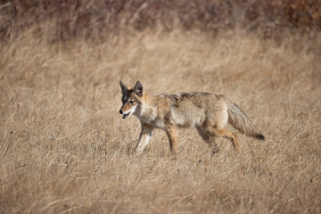 Coyote taken in Yellowstone NP