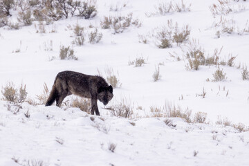 Gray Wolf in snow taken in Yellwostone NP