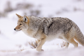 Coyote in snow taken in Yellowstone NP