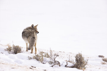 Coyote in snow taken in Yellowstone NP
