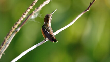 Female White-bellied woodstar (Chaetocercus mulsant) perched on an orchid plant in Cotacachi,...