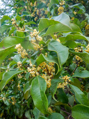 Golden Osmanthus