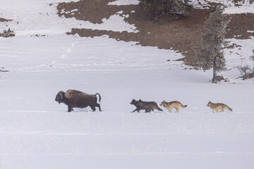 Gray Wolf pack chasing Bison taken in Yellowstone NP