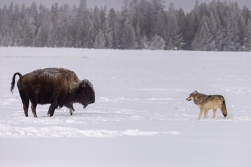 Gray Wolf in snow taken in Yellwostone NP