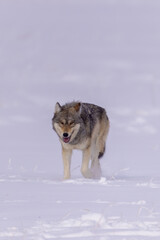 Gray Wolf in snow taken in Yellwostone NP