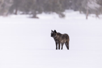 Fototapeta na wymiar Gray Wolf in snow taken in Yellwostone NP