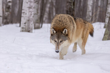 Obraz premium Gray Wolf taken in central MN taken under controlled conditions captive