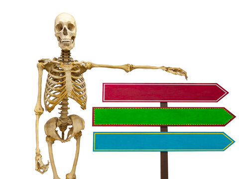 human skeleton with pointers in isolation on a white background