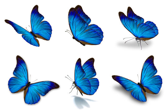 Fototapeta six mophor butterfly