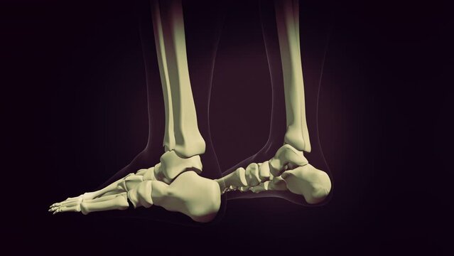 Human foot bone medical animation