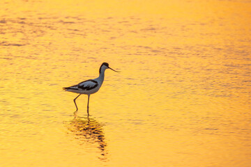 Water bird pied avocet, Recurvirostra avosetta, standing in the water in orange sunset light. The...