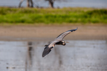 Great Blue Heron (Ardea herodias) in flight.
