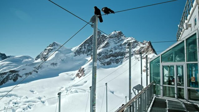 Black Birds of the Swiss Alps at Sphinx Observatory, Jungfraujoch Switzerland. Birds fly around tourists at a very high altitude during wintertime in Jungfrau Region.
