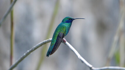 Sparkling violetear (Colibri coruscans) hummingbird perched on a branch in a garden in Cotacachi, Ecuador