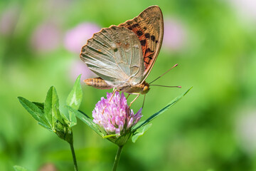 The dark green fritillary butterfly collects nectar on flower. Speyeria aglaja is a species of butterfly in the family Nymphalidae.