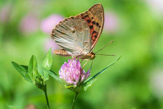 The dark green fritillary butterfly collects nectar on flower. Speyeria aglaja is a species of butterfly in the family Nymphalidae. © Dmitrii Potashkin