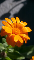 Florees naranja en arbusto de hojas verdes