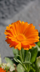 Florees naranja en arbusto de hojas verdes