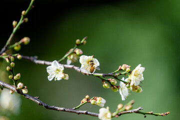 White plum blossoms in full bloom, attracting bees for nectar.
