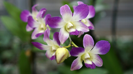 Dendrobium Nobile Orchid in bloom. Dendrobium nobile, commonly known as the noble dendrobium, is a member of the family Orchidaceae.                               - obrazy, fototapety, plakaty