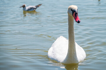 Graceful white Swan swimming in the lake, swans in the wild. Portrait of a white swan swimming on a lake.