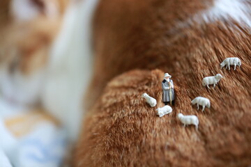 the shepherd and his flock of sheep on the meadow of cat fur 