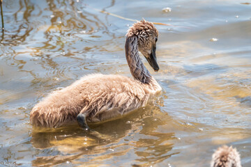 Beautiful baby cygnet mute swan fluffy grey and white chicks. Springtime new born wild swans birds in pond. Young swans swmming in a lake.