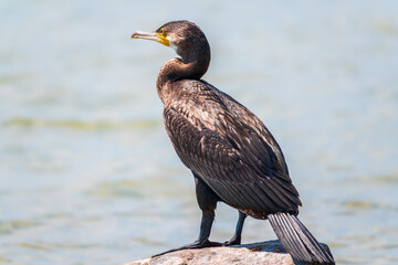 Great cormorant, Phalacrocorax carbo, standing on a stone on the sea shore.