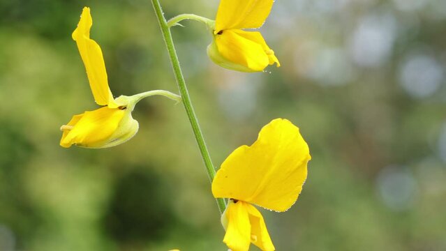 Close up of yellow crotalaria juncea flower or indian hemp blowing in the wind.concept nature and scenic relaxing scenery.