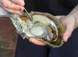 An oyster being seeded to make a pearl at a pearl farm on Shark Bay, Western Australia.