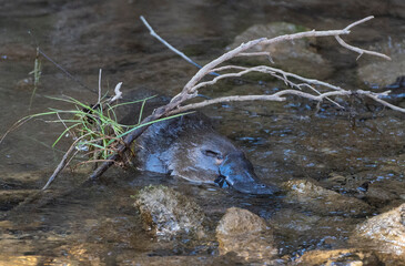 Platypus swimming in a creek in Tasmania, Australia.
