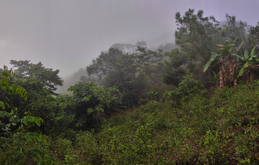 Obraz na płótnie Canvas Scenic view of foggy tropical forest
