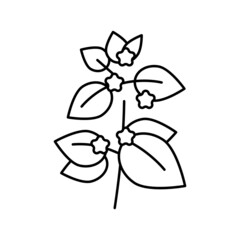 melissa herbal aromatherapy line icon vector isolated illustration