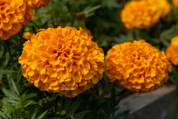 Orange marigold flowers blooming in the garden. Close up of flower bed.