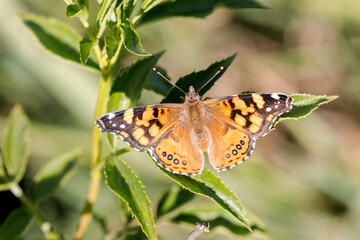Painted Lady butterfly sunbathing on plant. Santa Clara County, California, USA.