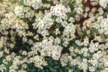 white and pink flowers. flowers isolated on a blur background. Bush for garden or landscaping design. High quality clipping mask.