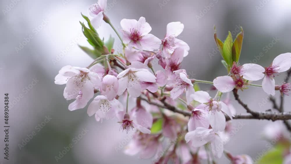 Wall mural Beautiful Sakura Cherry Blossom is blooming with sprout in Alishan National Forest Recreation Area in Taiwan.