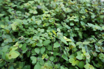 Beautiful small green leaves in nature