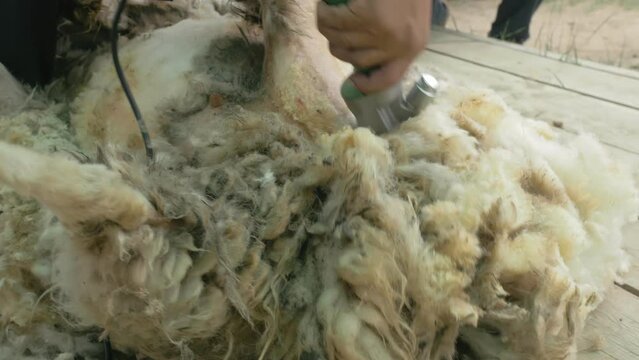Men shearer shearing sheep at agricultural show in competition. The process by which wool fleece of a sheep is cut off. Electric professional sheep manual hair clipper sheep cutting shearing machine.