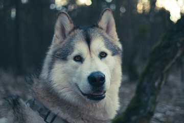 Moody dog portrait in the evening. Smiling Alaskan Malamute face closeup in the woods, colors of setting sun. Selective focus on the details, blurred background.