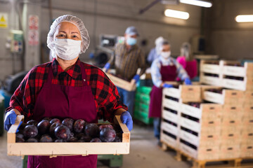 Mature woman worker in face mask standing with box full of organic plums at agriculture manufacture