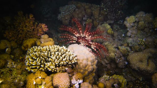 Underwater tropical life - sea lily crawling on the stone at night. Red Sea. Egypt.