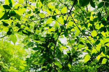 新緑の背景　夏の日差しに透ける若葉